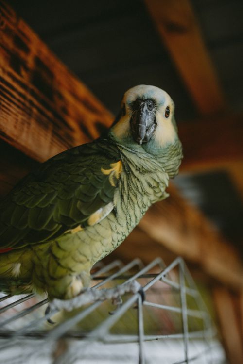 Free Close-up of a green parrot perched indoors with rustic wooden beams. Stock Photo
