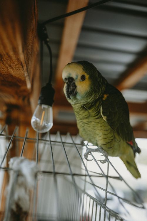Free Amazon parrot perched on a cage under a warm bulb indoors showcasing vibrant plumage. Stock Photo