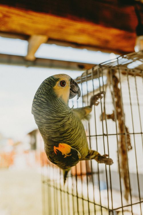 Free Colorful parrot hangs on a metal cage, basking in bright sunlight outdoors. Stock Photo
