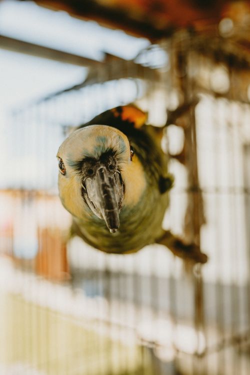 Free Vibrant parrot peering out from its cage, adding a hint of curiosity to the scene. Stock Photo