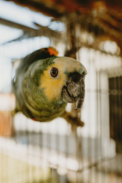 Free Close-up of a colorful parrot perched inside a sunlit cage, showcasing its vivid plumage. Stock Photo