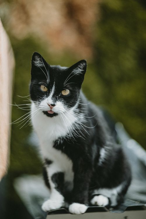 Free Detailed close-up portrait of a black and white cat outdoors showcasing its expressive eyes. Stock Photo