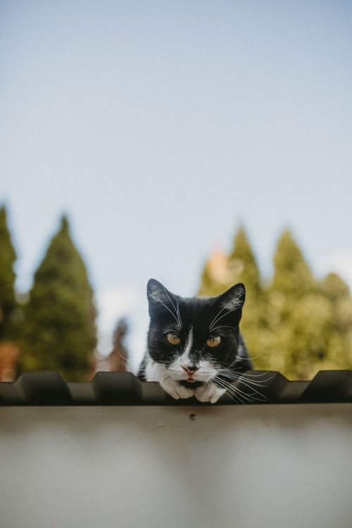Free A black and white cat laying on a roof with a blurred green background. Stock Photo
