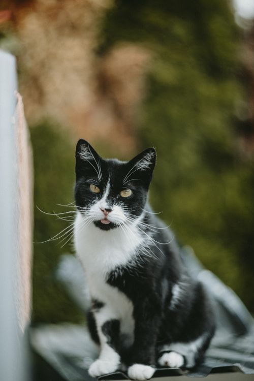Free Close-up of a black and white domestic cat sitting outside on a sunny day. Stock Photo