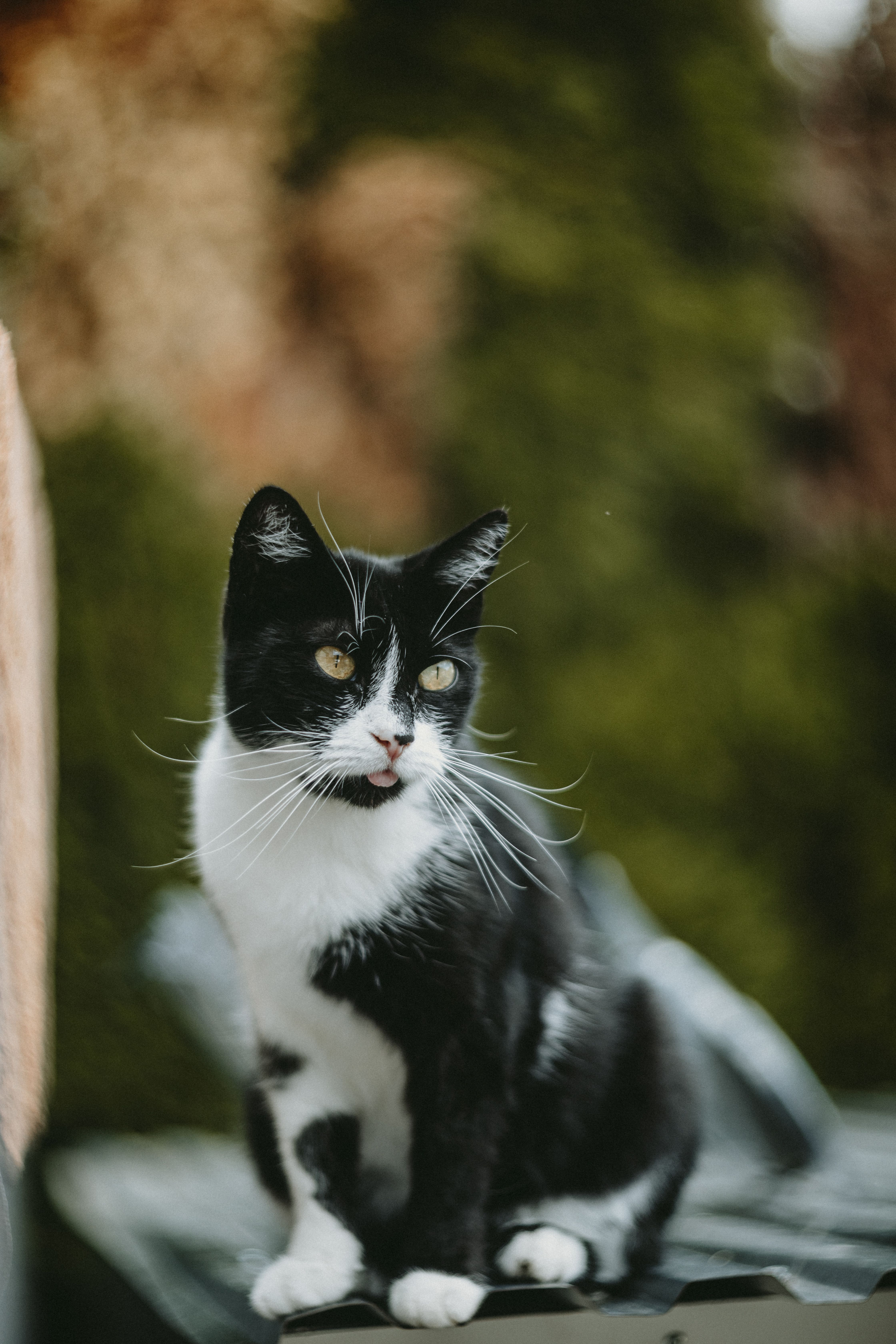 A charming tuxedo cat sits playfully on a bench outdoors, showcasing its expressive face.