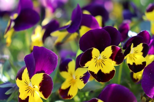 Free Close-up of vibrant purple and yellow viola cornuta flowers in bloom during spring. Stock Photo