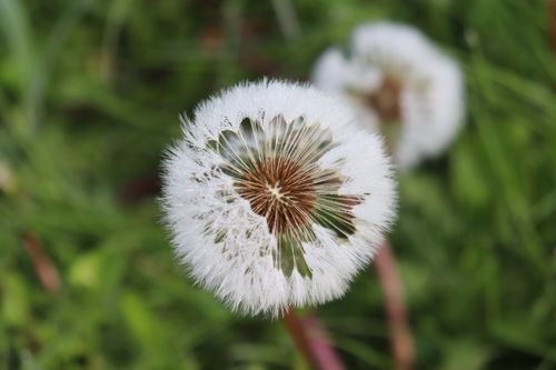 Free Macro shot of a dandelion seed head with a green background, showcasing natural beauty. Stock Photo