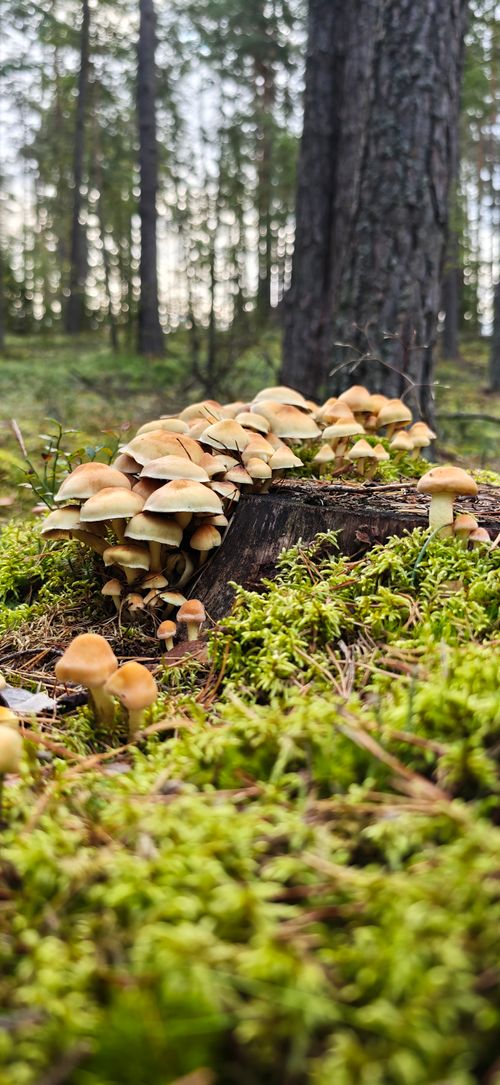 Free Cluster of mushrooms growing on a tree stump surrounded by moss in a dense forest. Stock Photo