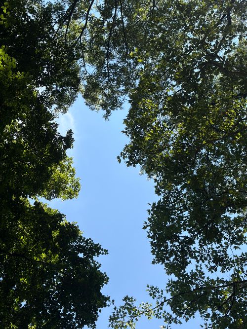 Free Looking up at a clear blue sky framed by lush trees in Central Park, NYC. Stock Photo