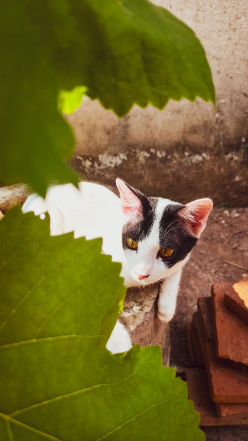 Free A black and white cat curiously peeks through large green leaves in an outdoor setting. Stock Photo