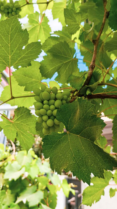 Free Fresh green grapes growing on a vine with vivid leaves under natural sunlight outdoors. Stock Photo