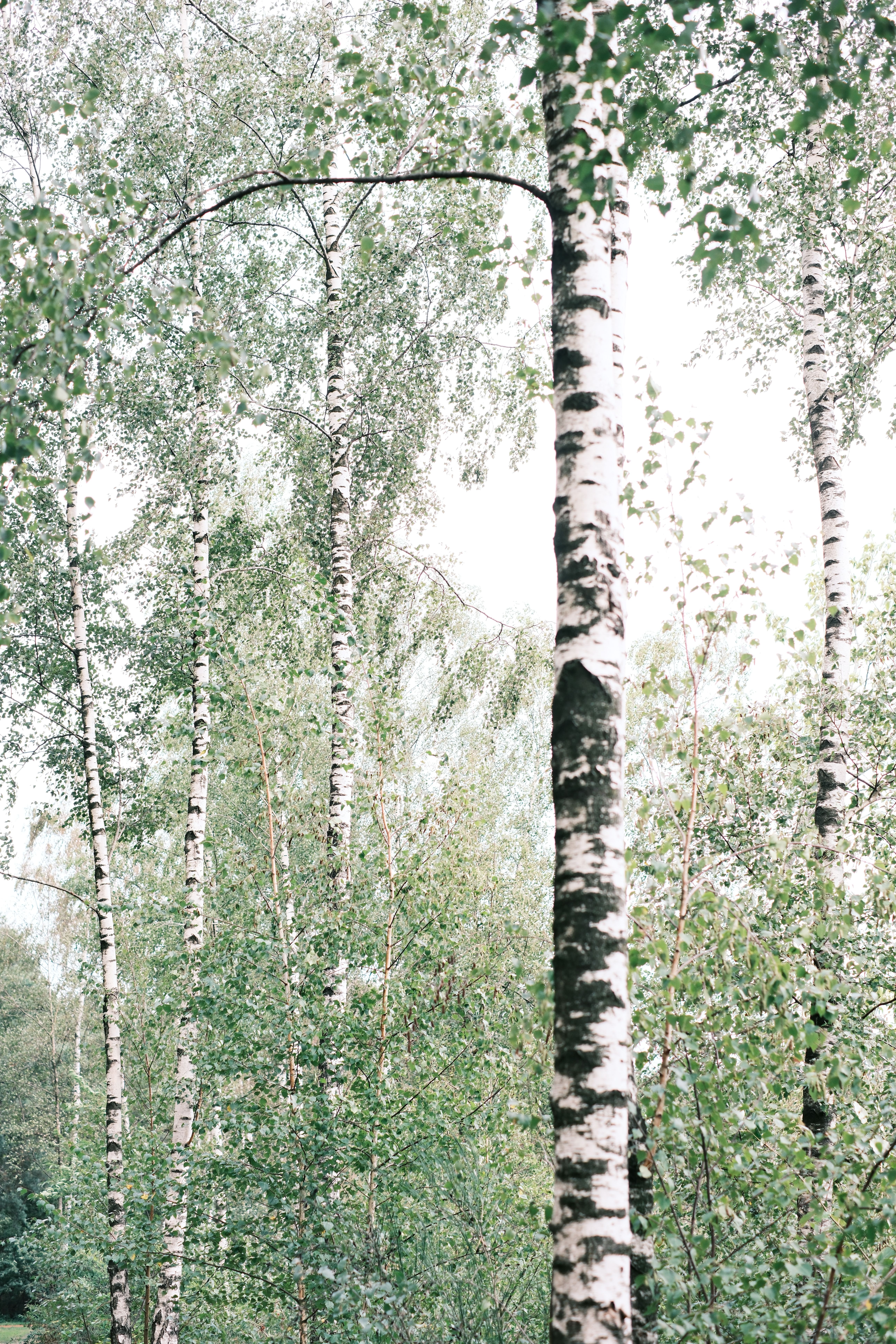 A tranquil view of tall birch trees in a lush green forest, capturing nature's beauty.