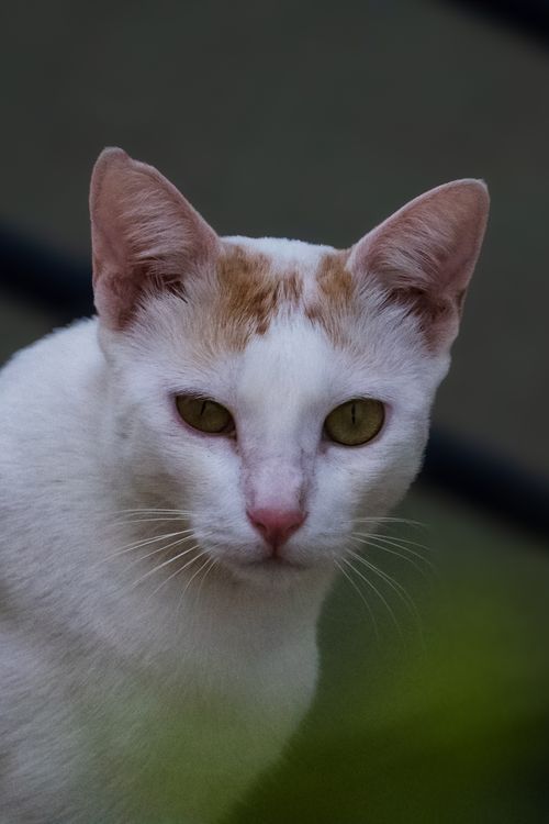 Free Detailed close-up of a white domestic cat with striking green eyes and ginger spots. Stock Photo