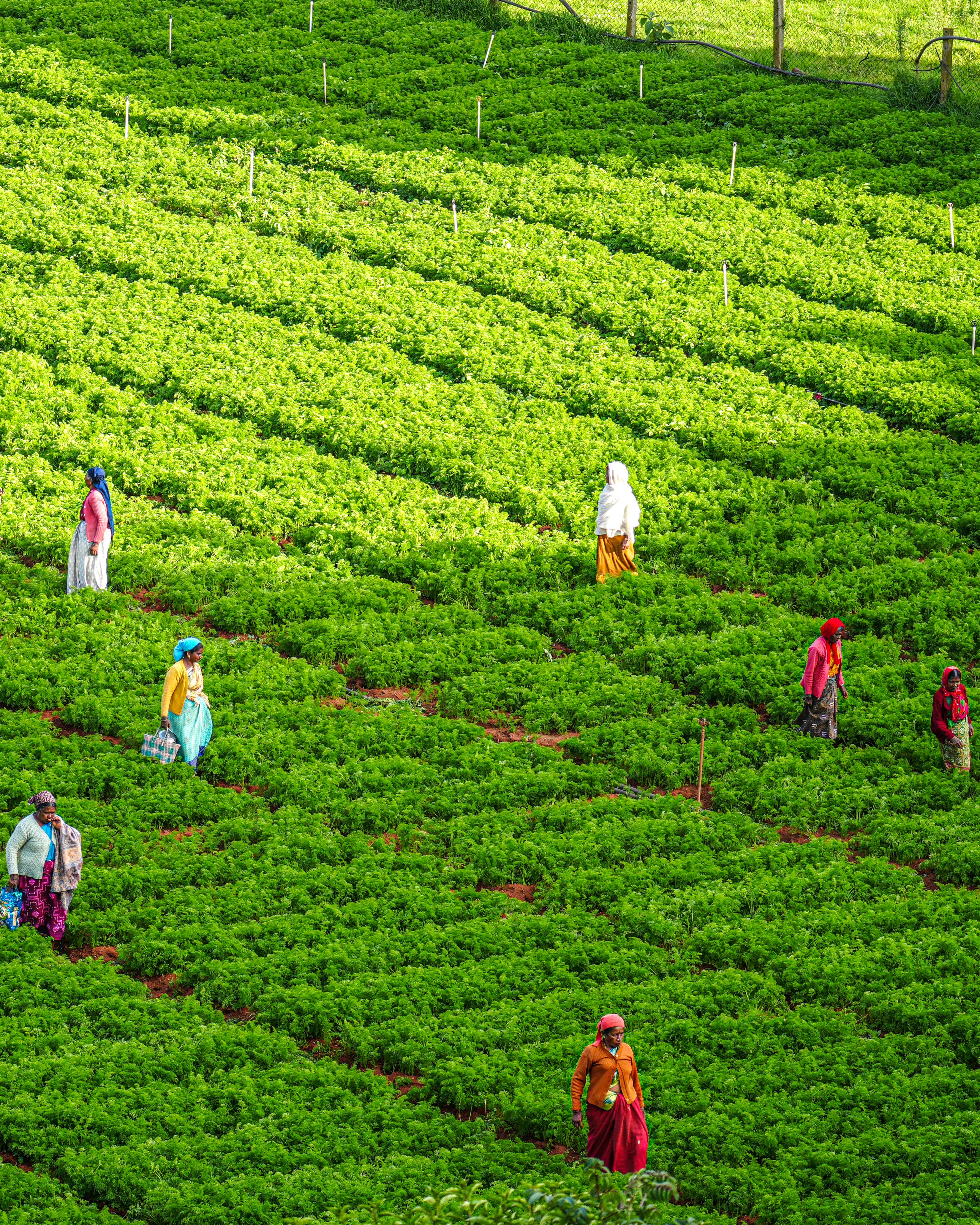 The impact of plant domestication on human population growth