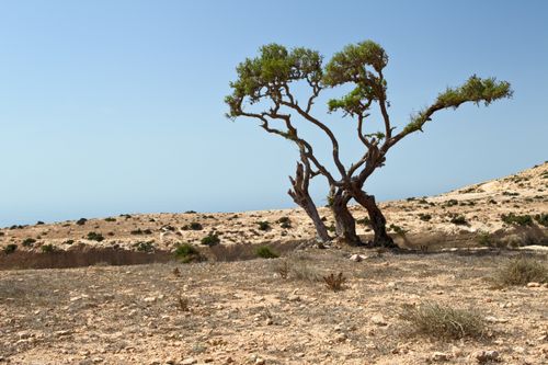 Free A solitary tree stands resilient in the barren Moroccan desert under a clear blue sky. Stock Photo