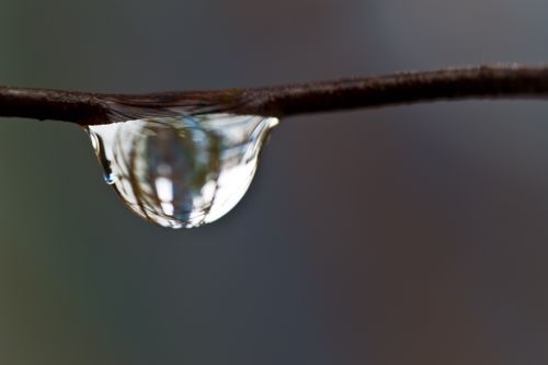 Free Detailed macro shot of a water droplet reflecting its surroundings on a branch. Stock Photo