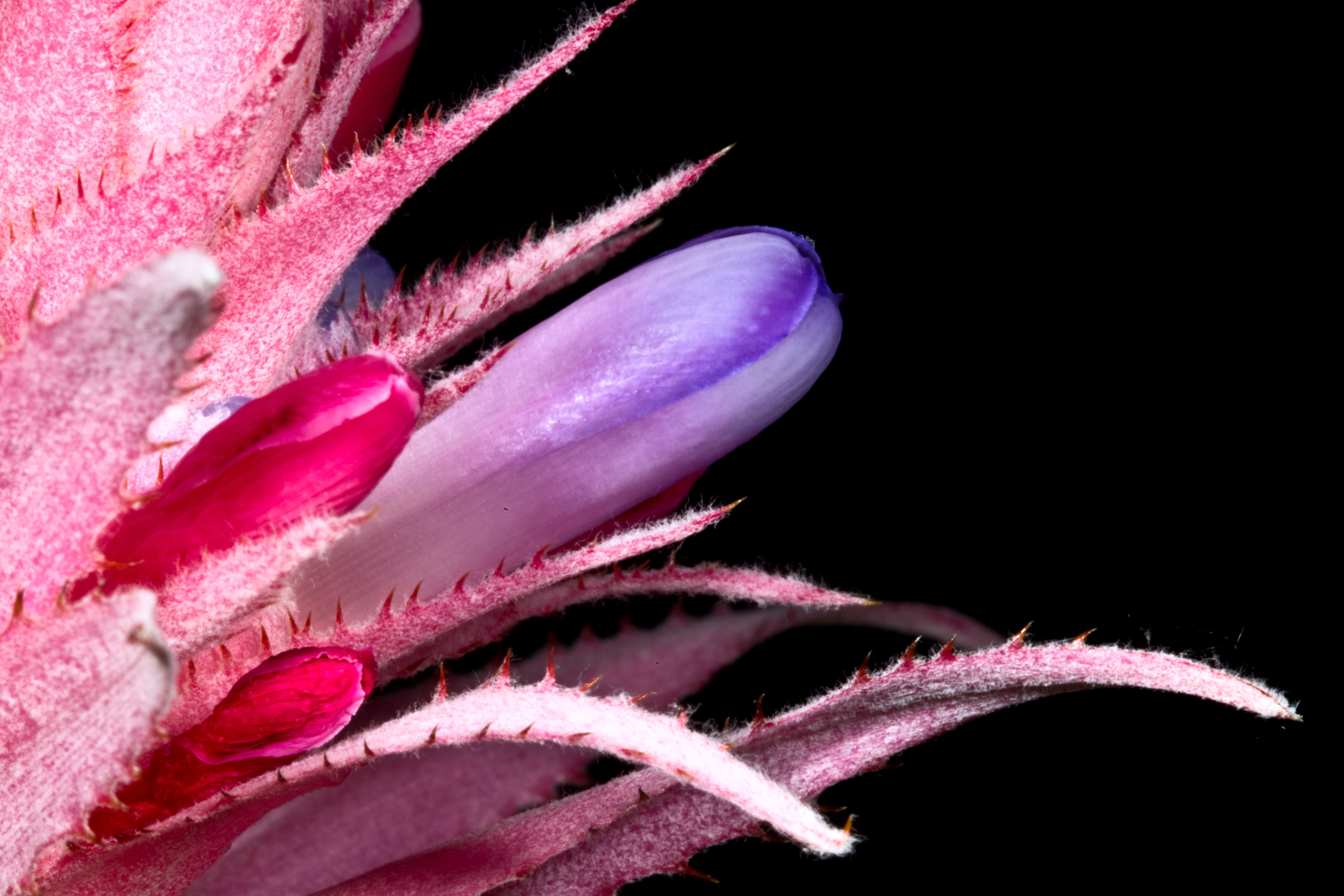 Fotomural Fotografía macro detallada de una flor de bromelia rosa y morada sobre un fondo negro.