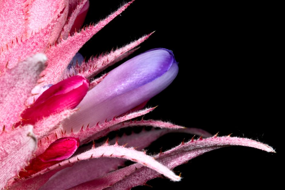 Fotomural Fotografía macro detallada de una flor de bromelia rosa y morada sobre un fondo negro.