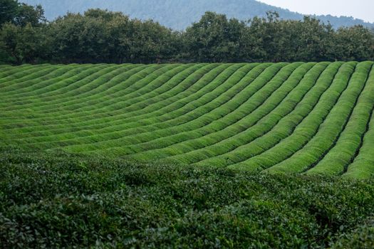 Vast green tea plantation with perfectly lined rows, surrounded by lush trees and distant hills.