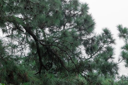 Green pine tree branches captured in a serene outdoor setting, showcasing natural beauty.