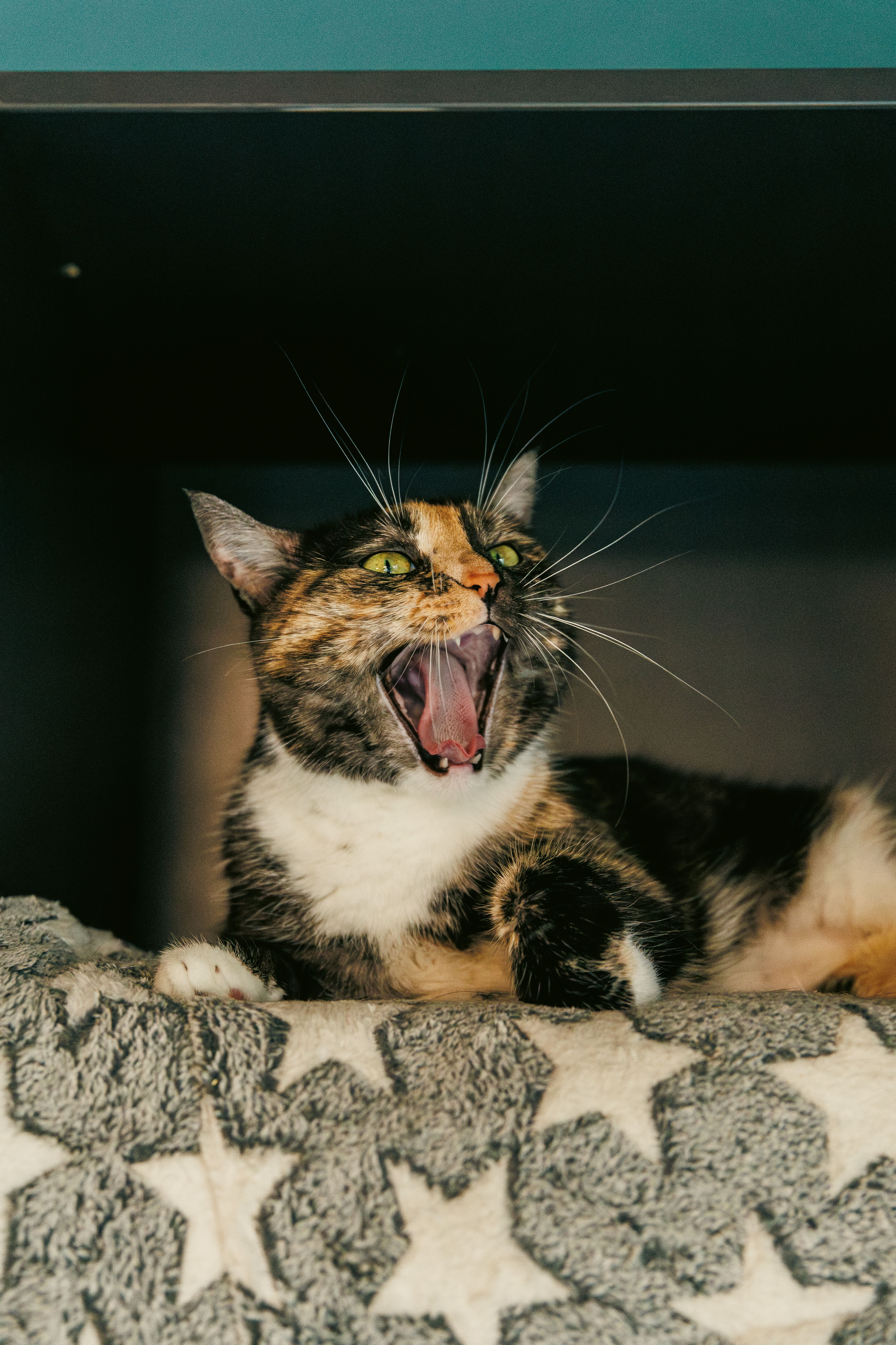 Adorable calico cat yawning while resting on a star-patterned blanket indoors.