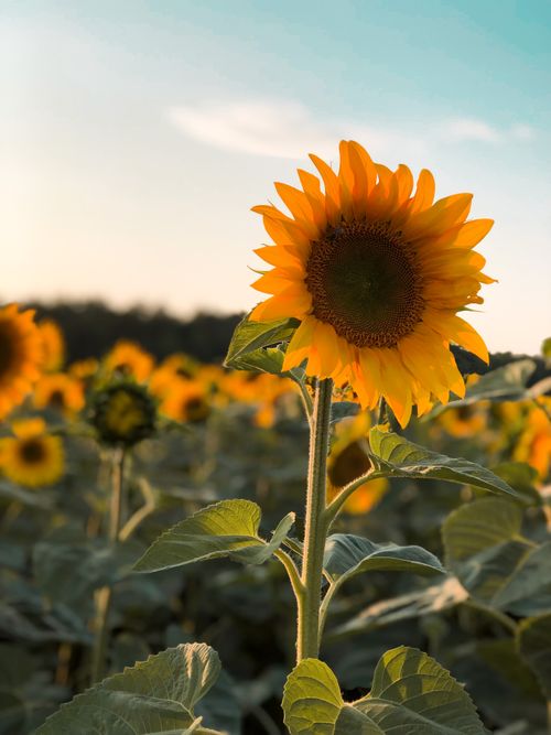 Free stock photo of nature, summer, summer flower Stock Photo