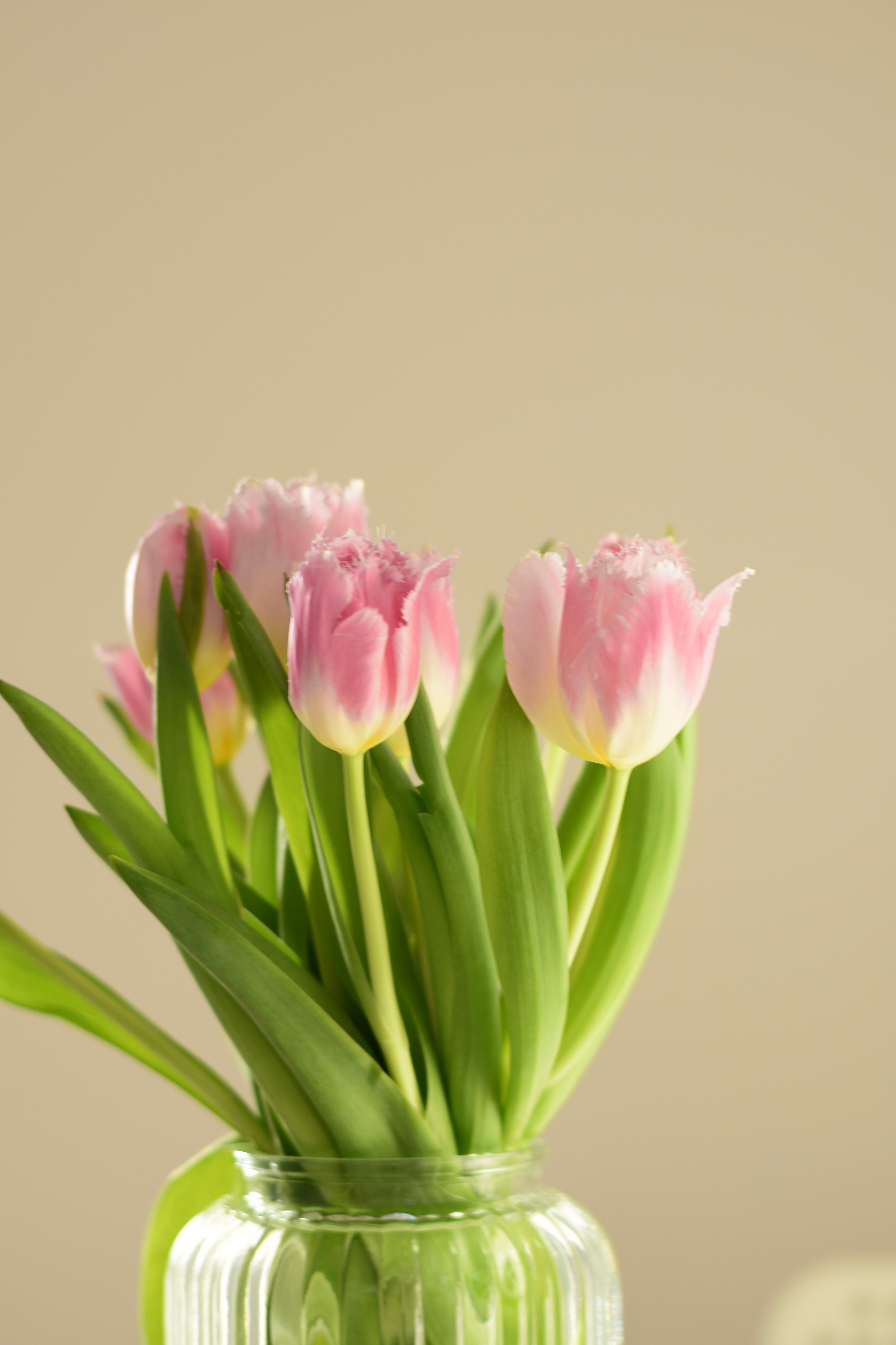 Vibrant pink tulips in a clear vase against a soft neutral backdrop, perfect for spring decor.