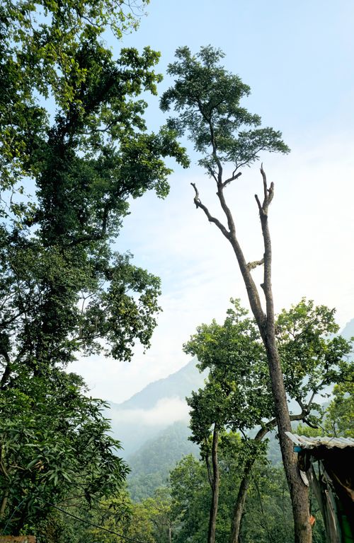 Free A tranquil forest scene with tall trees and misty mountains in the background. Stock Photo