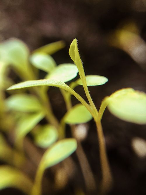 Free stock photo of green, natural Stock Photo