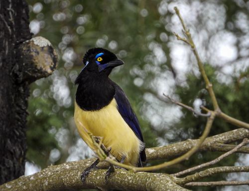 Free Close-up of a Plush-crested Jay perched in a forest in Entre Ríos, Argentina. Stock Photo
