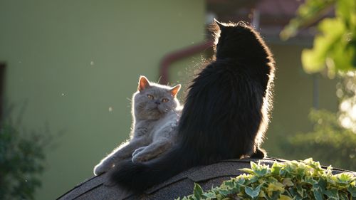 Free Two cats, one black and one gray, lounging on a sun-drenched roof amidst greenery. Stock Photo