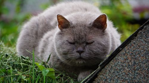 Free A serene British Shorthair cat relaxing in a lush outdoor garden setting. Stock Photo