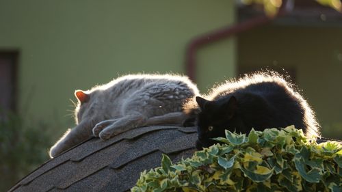Free Two cats resting on a roof enjoying the warmth of the sun, surrounded by greenery. Stock Photo