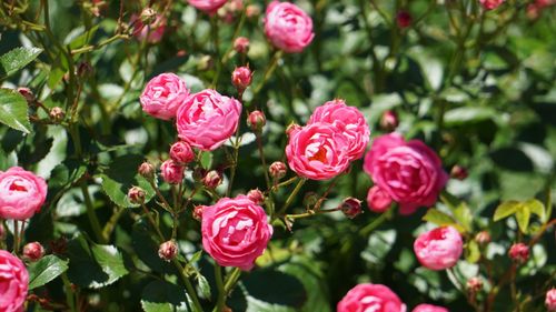 Free A close-up of vibrant pink roses blooming in a lush garden during summer. Stock Photo