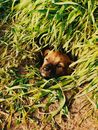 Adorable mongrel dog sitting in hole in park