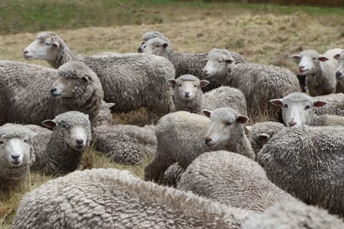 Free A large group of sheep resting and grazing in a grassy pasture on a cloudy day. Stock Photo