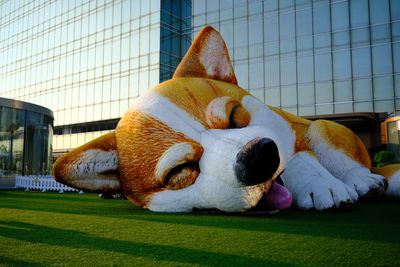 My 11-Month-Old Corgi Is Sweet and Snapping at the Same Time — Here's What's Really Going On