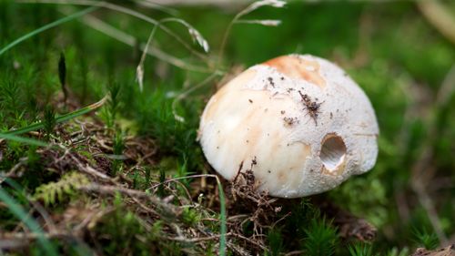 Free Close-up of a mushroom surrounded by vibrant green moss and forest vegetation. Stock Photo
