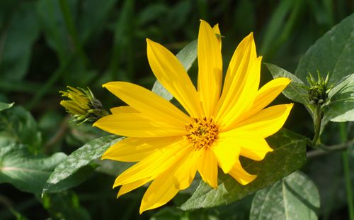 Free A vibrant Helianthus flower captured in natural light surrounded by green foliage. Stock Photo