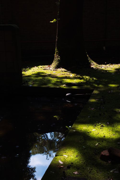 Free stock photo of afternoon sun, ancient tree Stock Photo