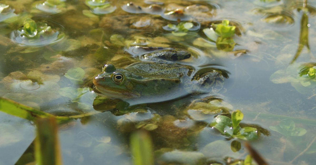 A common frog sits in a natural pond surrounded by green vegetation.