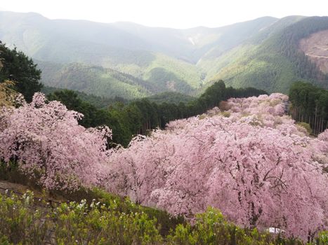 Vibrant cherry blossoms bloom in the scenic Japanese mountains, signifying spring's arrival.