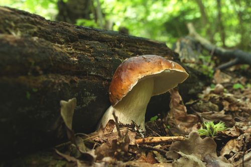 A porcini beside a fallen log