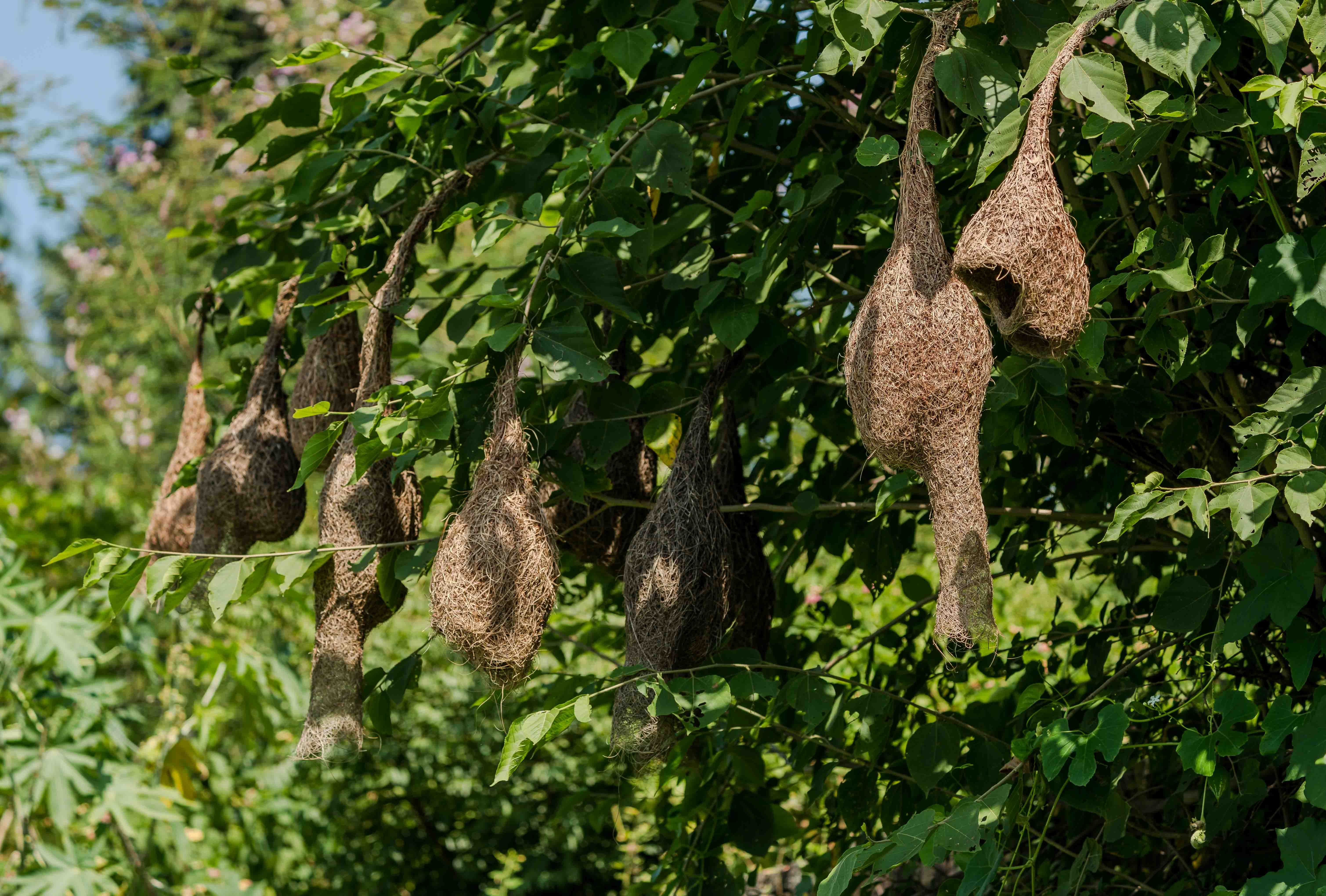 Nature shot of multiple Baya Weaver bird nests hanging from a green tree in a lush outdoor setting.