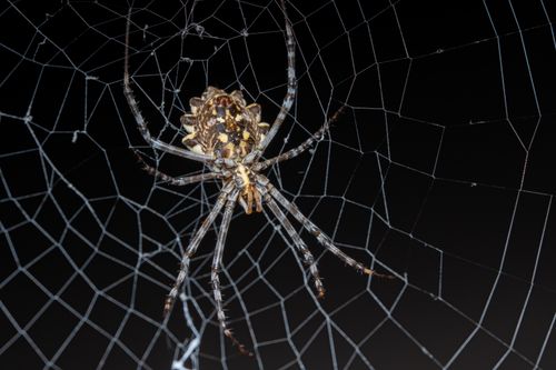 Free Detailed macro photograph of an Argiope spider on its web at night. Stock Photo