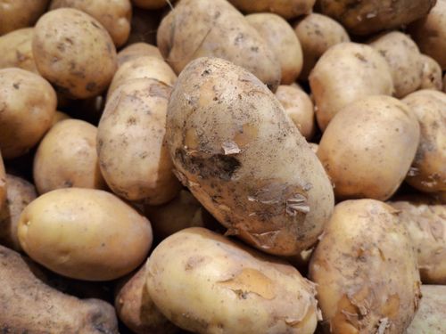 Free A close-up view of freshly harvested organic potatoes, showcasing their natural texture and rustic appeal. Stock Photo