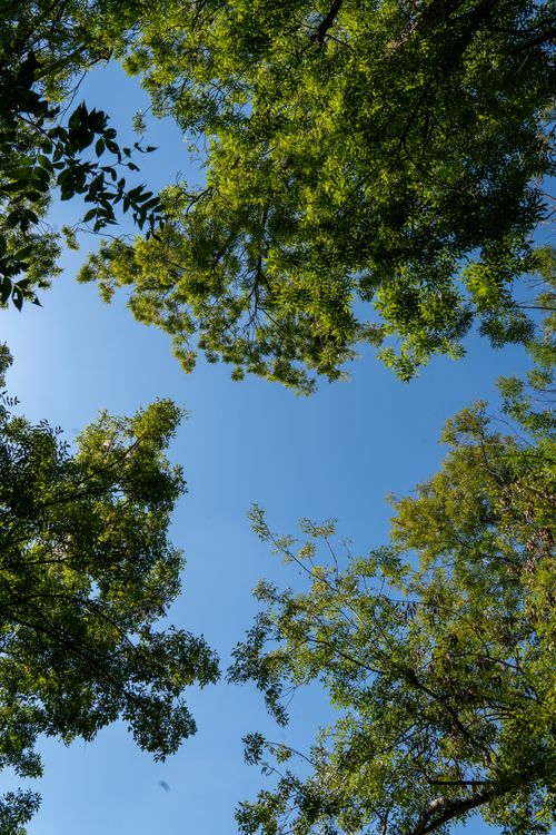Free Lush green tree canopy overlooking a bright blue sky in Sakarya, Türkiye during a sunny day. Stock Photo