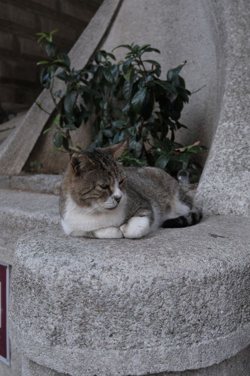 Free A serene cat resting on a stone ledge next to lush green foliage. Stock Photo