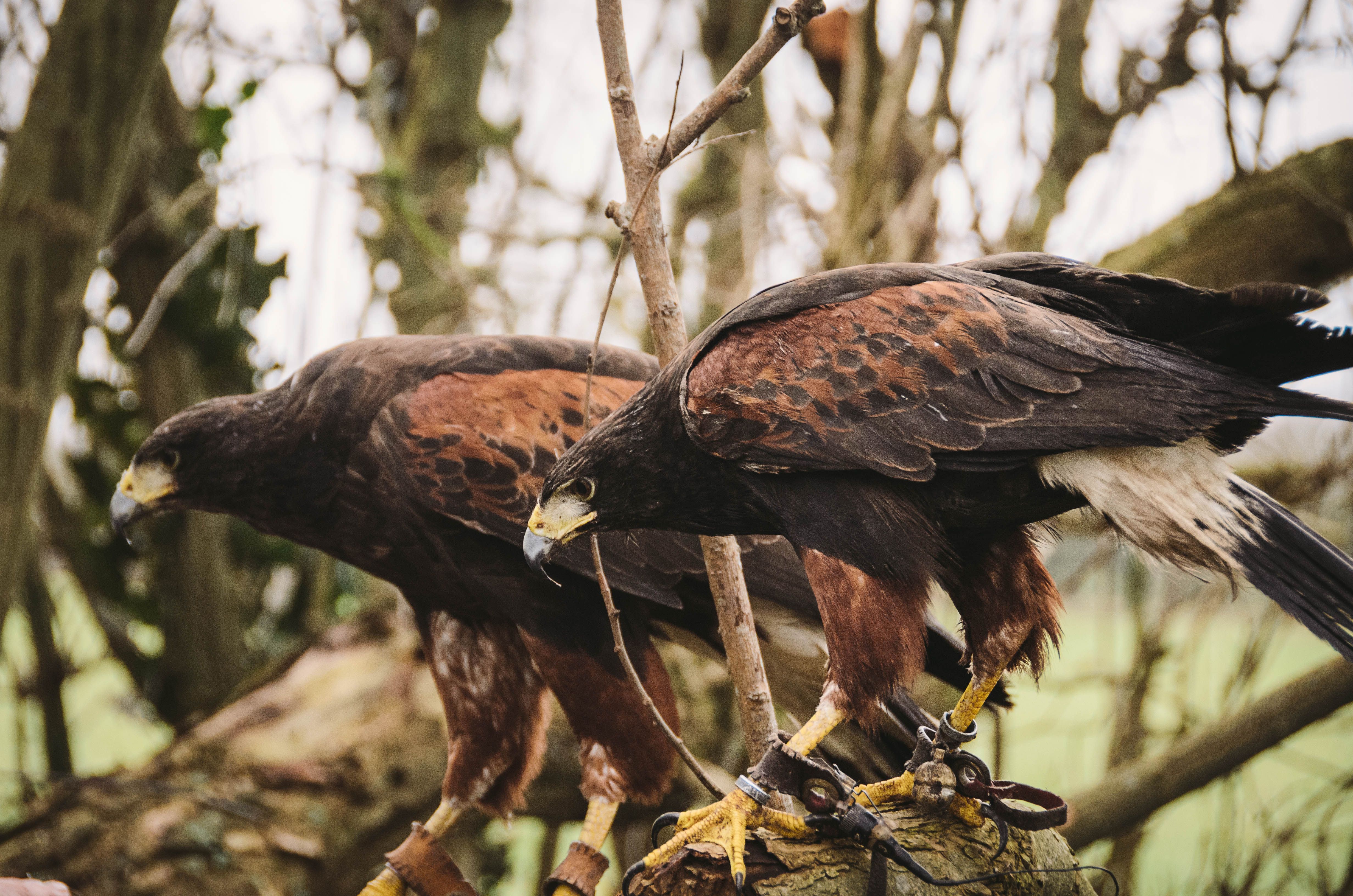 Two Harris's Hawks with detailed plumage perched on a branch in England's countryside.
