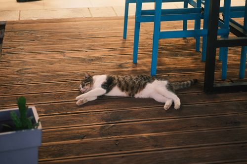 Free A relaxed cat lying on a wooden deck, creating a warm, cozy atmosphere with soft lighting. Stock Photo